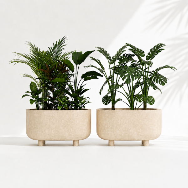 Grevia 2 POT